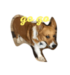 老犬、コーギー（個別スタンプ：3）