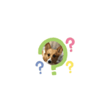 老犬、コーギー（個別スタンプ：4）