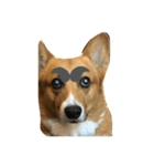 老犬、コーギー（個別スタンプ：5）