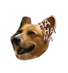 老犬、コーギー（個別スタンプ：7）