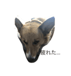 老犬、コーギー（個別スタンプ：9）