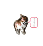 老犬、コーギー（個別スタンプ：10）