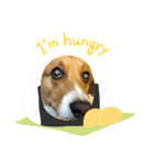 老犬、コーギー（個別スタンプ：11）