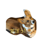 老犬、コーギー（個別スタンプ：12）