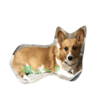 老犬、コーギー（個別スタンプ：13）
