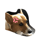 老犬、コーギー（個別スタンプ：15）