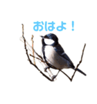 野鳥のひとことスタンプ（個別スタンプ：1）