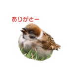 野鳥のひとことスタンプ（個別スタンプ：3）