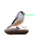 野鳥のひとことスタンプ（個別スタンプ：4）