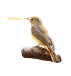 野鳥のひとことスタンプ（個別スタンプ：10）
