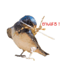 野鳥のひとことスタンプ（個別スタンプ：13）