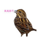 野鳥のひとことスタンプ（個別スタンプ：14）