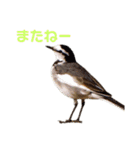 野鳥のひとことスタンプ（個別スタンプ：16）