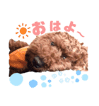 ♥︎dog’s Daizu♥︎I（個別スタンプ：1）