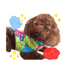 ♥︎dog’s Daizu♥︎I（個別スタンプ：2）