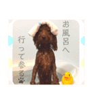 ♥︎dog’s Daizu♥︎I（個別スタンプ：3）
