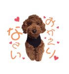 ♥︎dog’s Daizu♥︎I（個別スタンプ：6）