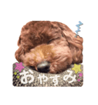 ♥︎dog’s Daizu♥︎I（個別スタンプ：7）