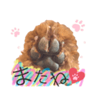 ♥︎dog’s Daizu♥︎I（個別スタンプ：8）
