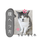 モコ＆つぶを（個別スタンプ：5）