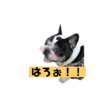 フレブルブン太（個別スタンプ：3）