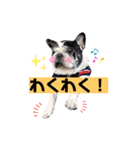 フレブルブン太（個別スタンプ：16）
