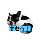 フレブルブン太（個別スタンプ：21）