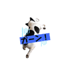 フレブルブン太（個別スタンプ：31）