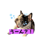 フレブルブン太（個別スタンプ：33）