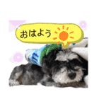 シュナウザーのウリ★黒猫あぐねす（個別スタンプ：3）