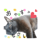 シュナウザーのウリ★黒猫あぐねす（個別スタンプ：4）
