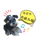シュナウザーのウリ★黒猫あぐねす（個別スタンプ：5）