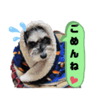 シュナウザーのウリ★黒猫あぐねす（個別スタンプ：16）