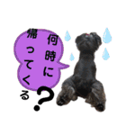 シュナウザーのウリ★黒猫あぐねす（個別スタンプ：21）