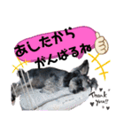 シュナウザーのウリ★黒猫あぐねす（個別スタンプ：34）