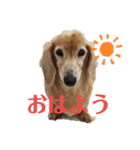 がっちゃんとももちゃんスタンプ2（個別スタンプ：1）