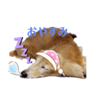 がっちゃんとももちゃんスタンプ2（個別スタンプ：2）