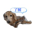 がっちゃんとももちゃんスタンプ2（個別スタンプ：4）