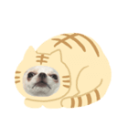 ちわわのかんきち（個別スタンプ：1）
