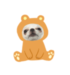 ちわわのかんきち（個別スタンプ：2）