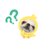 ちわわのかんきち（個別スタンプ：5）