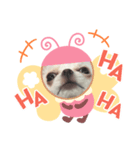 ちわわのかんきち（個別スタンプ：6）