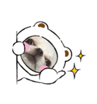 ちわわのかんきち（個別スタンプ：7）