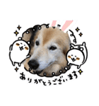 わんちゃんのカワイイスタンプ（個別スタンプ：11）