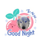 わんちゃんのカワイイスタンプ（個別スタンプ：16）