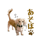 ミニチュアダックスフンド  瑛（個別スタンプ：10）