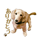 ミニチュアダックスフンド  瑛（個別スタンプ：16）