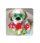 ハウくんスタンプNo.2（個別スタンプ：12）