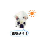 フレンチブルドッグ＊バニー③（個別スタンプ：1）