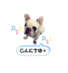 フレンチブルドッグ＊バニー③（個別スタンプ：2）